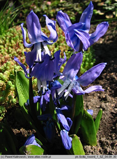 Scilla rosenii