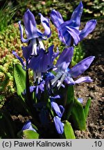 Scilla rosenii