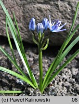 Scilla verna (cebulica wiosenna)