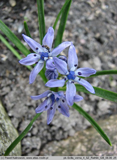 Scilla verna (cebulica wiosenna)