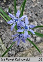 Scilla verna (cebulica wiosenna)