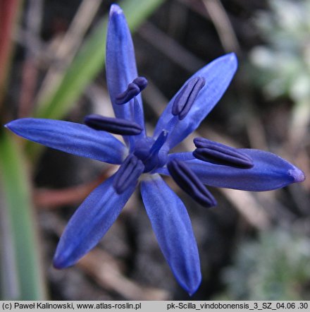 Scilla vindobonensis