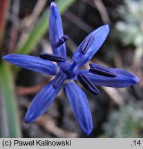 Scilla vindobonensis