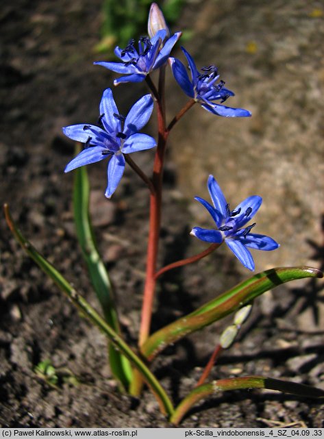 Scilla vindobonensis