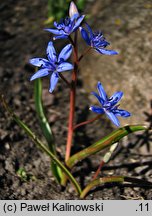 Scilla vindobonensis