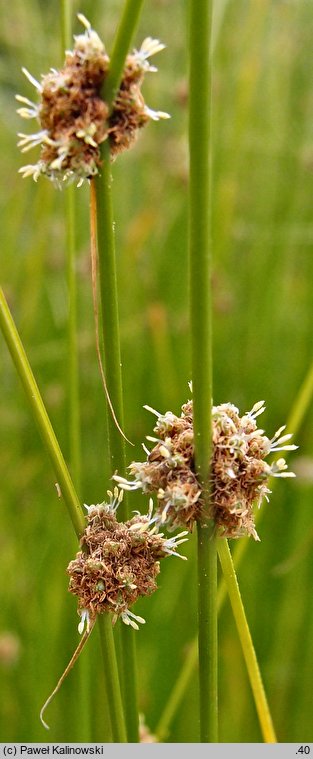 Scirpoides holoschoenus (hołoszeń główkowaty)