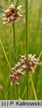 Scirpoides holoschoenus (hołoszeń główkowaty)