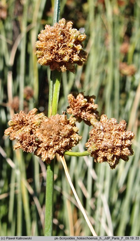 Scirpoides holoschoenus (hołoszeń główkowaty)