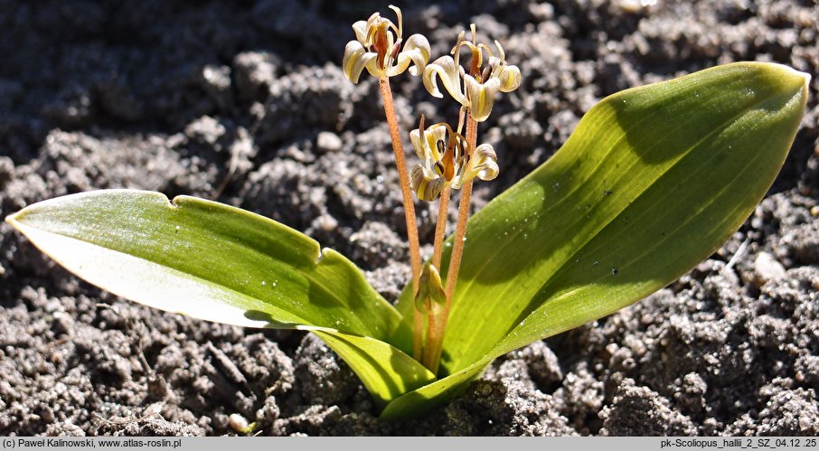 Scoliopus hallii