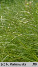 Scolochloa festucacea (skolochloa trzcinowata)