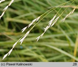 Scolochloa festucacea (skolochloa trzcinowata)