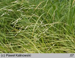 Scolochloa festucacea (skolochloa trzcinowata)