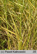 Scolochloa festucacea (skolochloa trzcinowata)