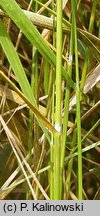 Scolochloa festucacea (skolochloa trzcinowata)