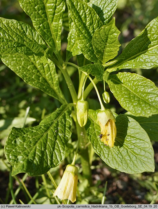 Scopolia carniolica ssp. hladnikiana