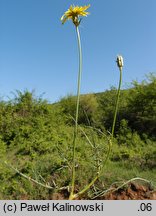 Scorzonera cana (wężymord siwy)