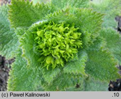 Scrophularia chrysantha