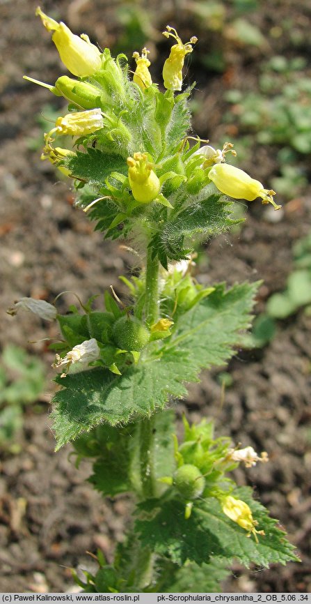 Scrophularia chrysantha