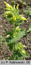 Scrophularia chrysantha