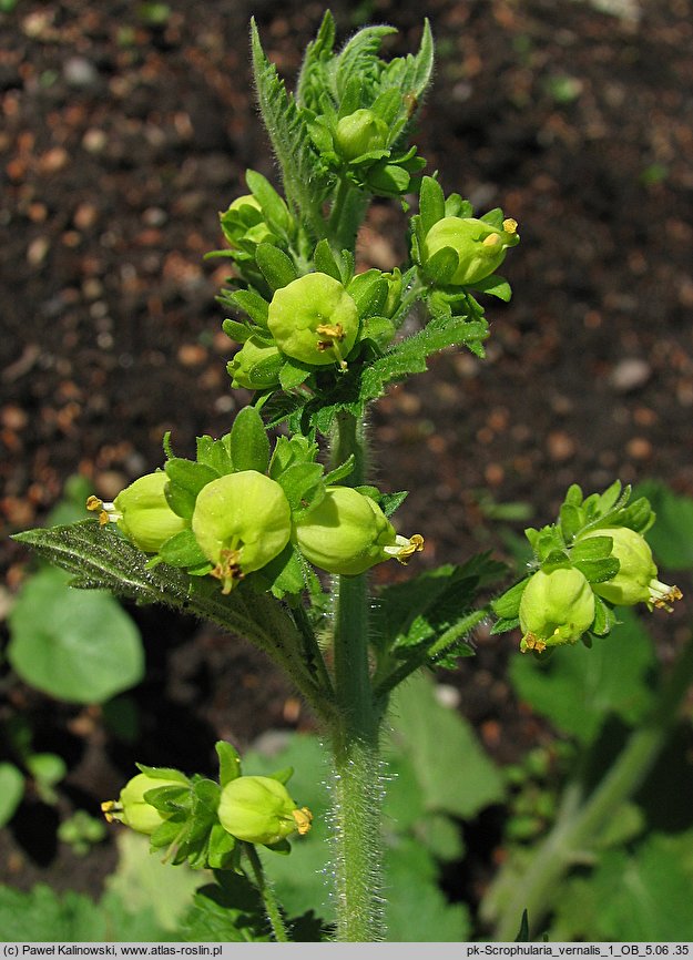 Scrophularia vernalis (trędownik wiosenny)
