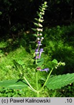 Scutellaria altissima (tarczyca wyniosła)