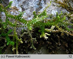 Selaginella helvetica (widliczka szwajcarska)