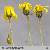 Senecio inaequidens (starzec nierównozębny)