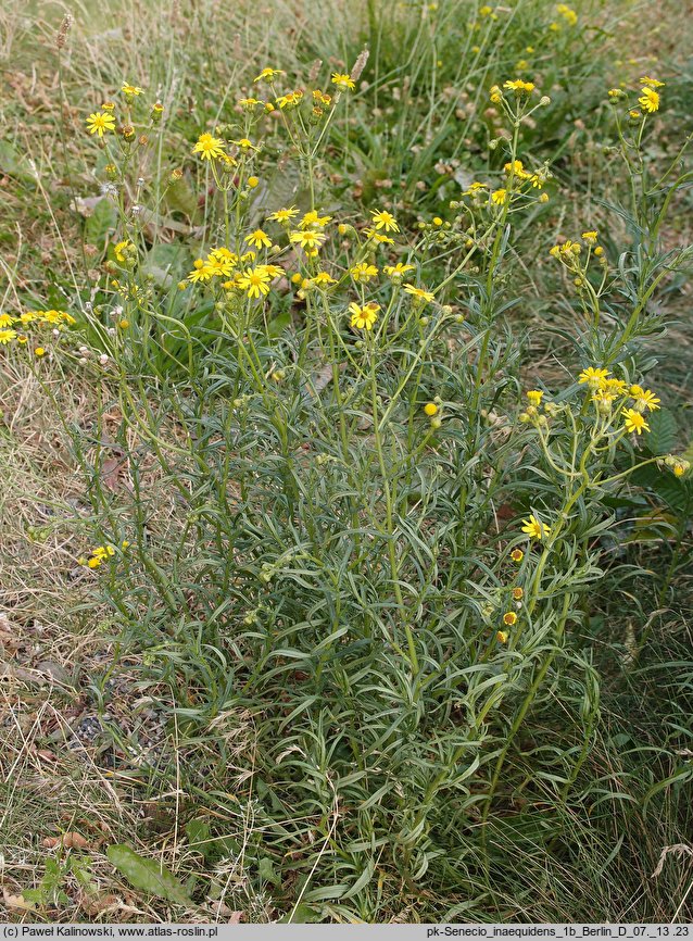 Senecio inaequidens (starzec nierównozębny)