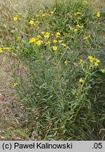 Senecio inaequidens (starzec nierównozębny)