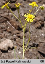 Senecio inaequidens (starzec nierównozębny)