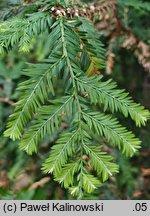 Sequoia sempervirens (sekwoja wieczniezielona)