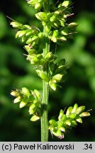 Setaria verticillata (włośnica okółkowa)