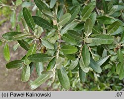 Shepherdia argentea (szeferdia srebrzysta)