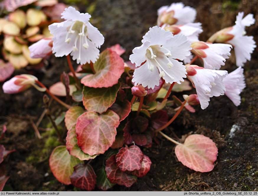 Shortia uniflora