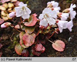 Shortia uniflora