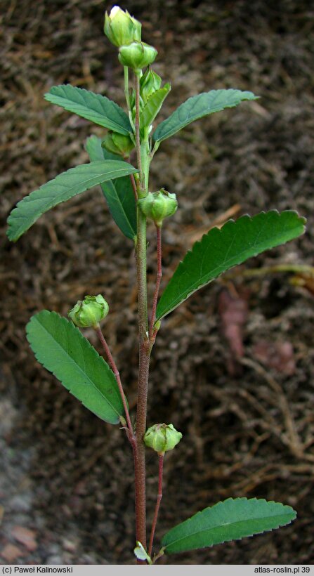 Sida rhombifolia