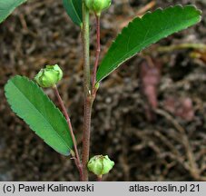 Sida rhombifolia