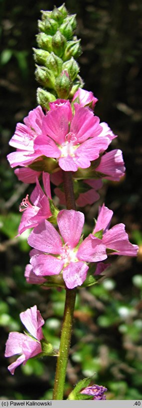 Sidalcea oregana ssp. spicata