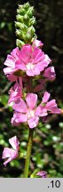 Sidalcea oregana ssp. spicata