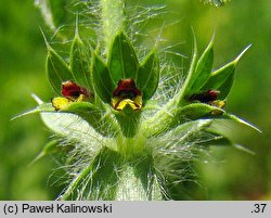 Sideritis montana (gojnik drobnokwiatowy)
