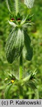 Sideritis montana (gojnik drobnokwiatowy)