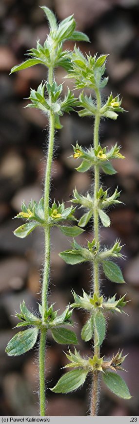 Sideritis montana (gojnik drobnokwiatowy)