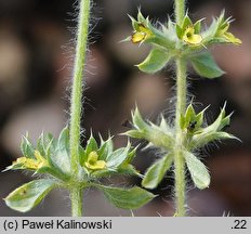 Sideritis montana (gojnik drobnokwiatowy)