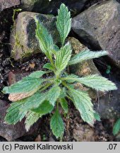 Sideritis montana (gojnik drobnokwiatowy)