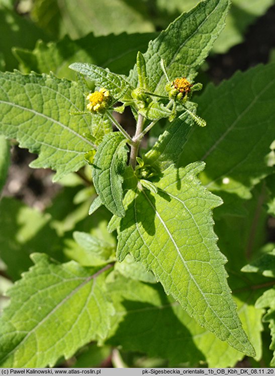 Sigesbeckia orientalis