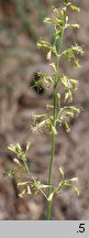 Silene borysthenica (lepnica drobnokwiatowa)