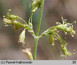 Silene borysthenica (lepnica drobnokwiatowa)