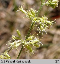 Silene borysthenica (lepnica drobnokwiatowa)