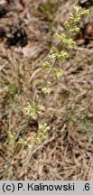 Silene borysthenica (lepnica drobnokwiatowa)