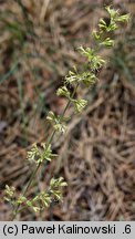 Silene borysthenica (lepnica drobnokwiatowa)